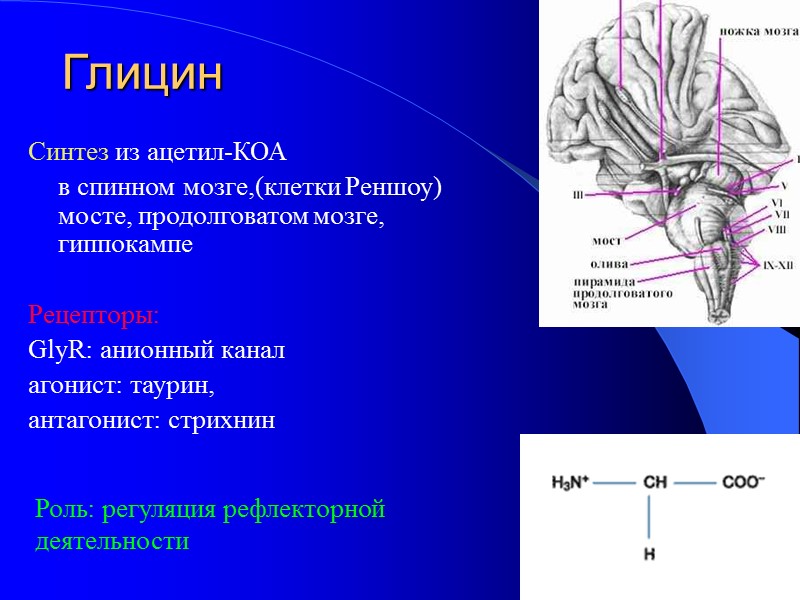 Глицин Синтез из ацетил-КОА  в спинном мозге,(клетки Реншоу) мосте, продолговатом мозге, гиппокампе 